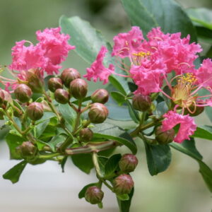 Crepe Myrtle: A Garden's Summer Showstopper