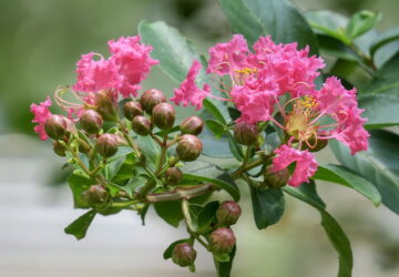 Crepe Myrtle: A Garden's Summer Showstopper