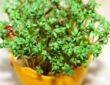 Cress: A Nutrient-Rich Green