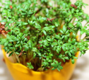 Cress: A Nutrient-Rich Green