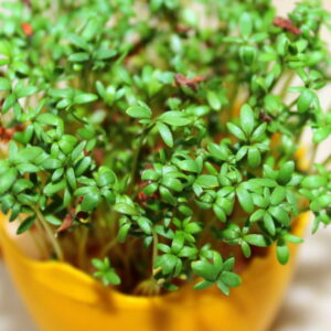 Cress: A Nutrient-Rich Green