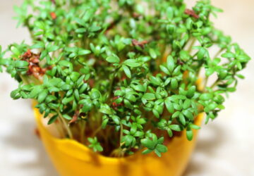 Cress: A Nutrient-Rich Green