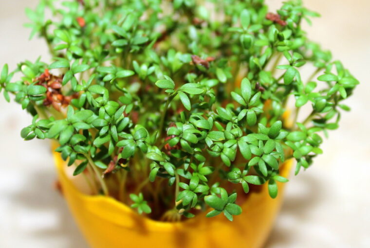 Cress: A Nutrient-Rich Green