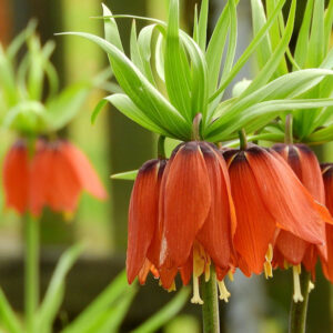 The Art of Crown Imperial Care