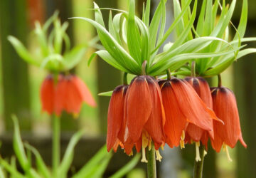 The Art of Crown Imperial Care