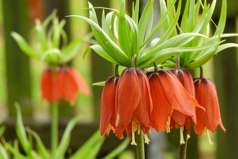 The Art of Crown Imperial Care