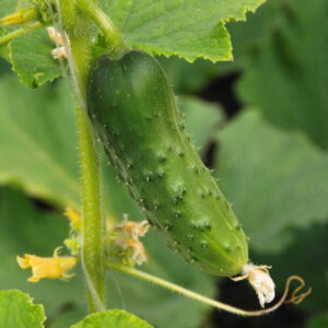Cucumber Harvesting: 5 Common Misconceptions