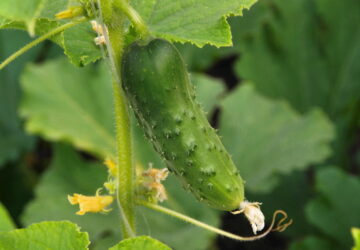 Cucumber Harvesting: 5 Common Misconceptions