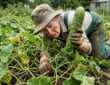 Cucumbers Were Not Born to Crawl – Give Them Something to Climb