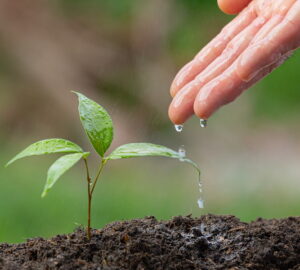 Environmentally Conscious Gardening on a Budget