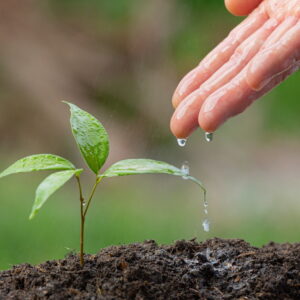 Environmentally Conscious Gardening on a Budget