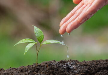 Environmentally Conscious Gardening on a Budget