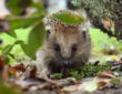 Cultivating a Hedgehog-Friendly Garden