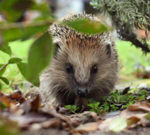 Cultivating a Hedgehog-Friendly Garden
