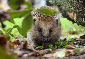 Cultivating a Hedgehog-Friendly Garden