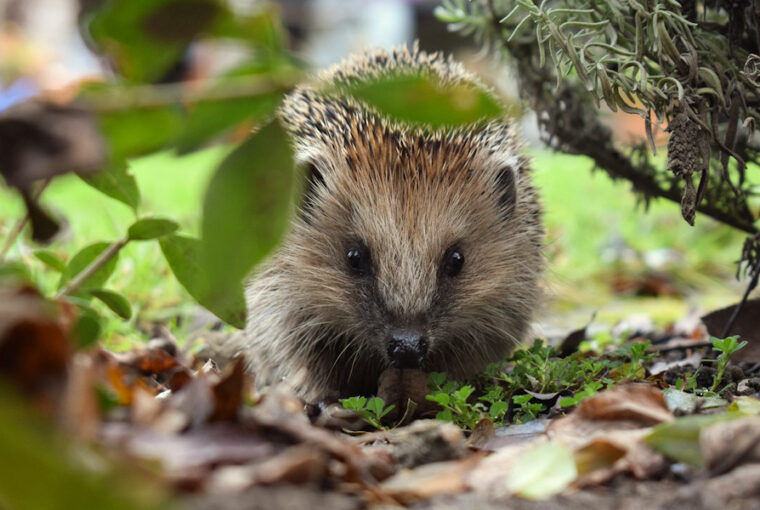 Cultivating a Hedgehog-Friendly Garden