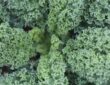 Curly Kale: The Vitamin-Packed Winter Harvest
