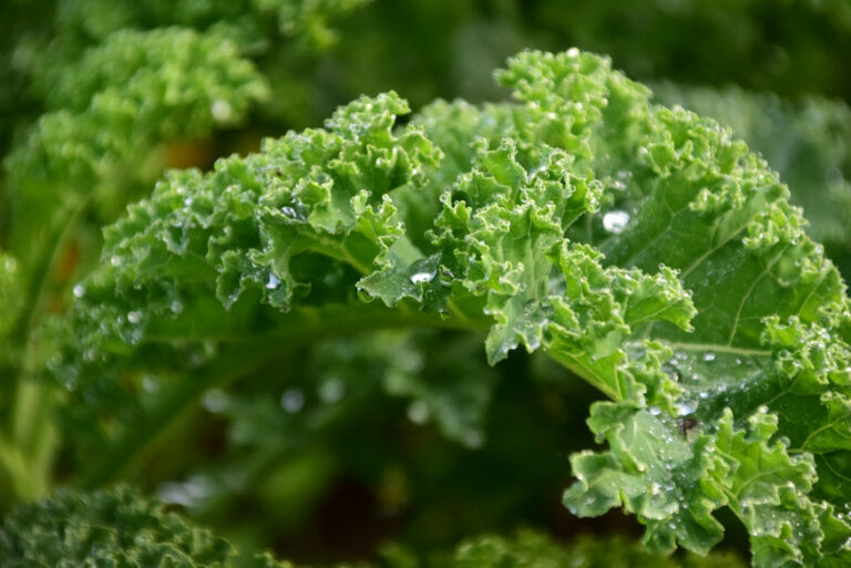 Curly Kale The VitaminPacked Winter Harvest Garden Guide