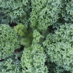 Curly Kale: The Vitamin-Packed Winter Harvest
