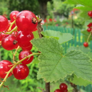 Currants in the Garden – More Than Just Tart Berries