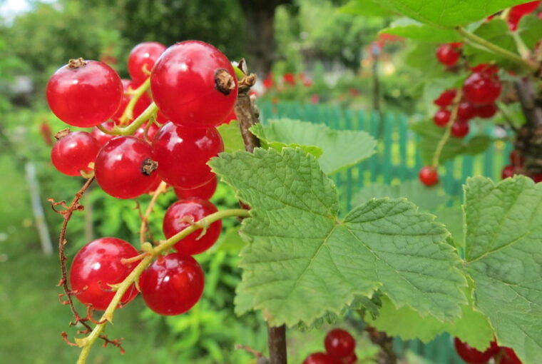 Currants in the Garden – More Than Just Tart Berries