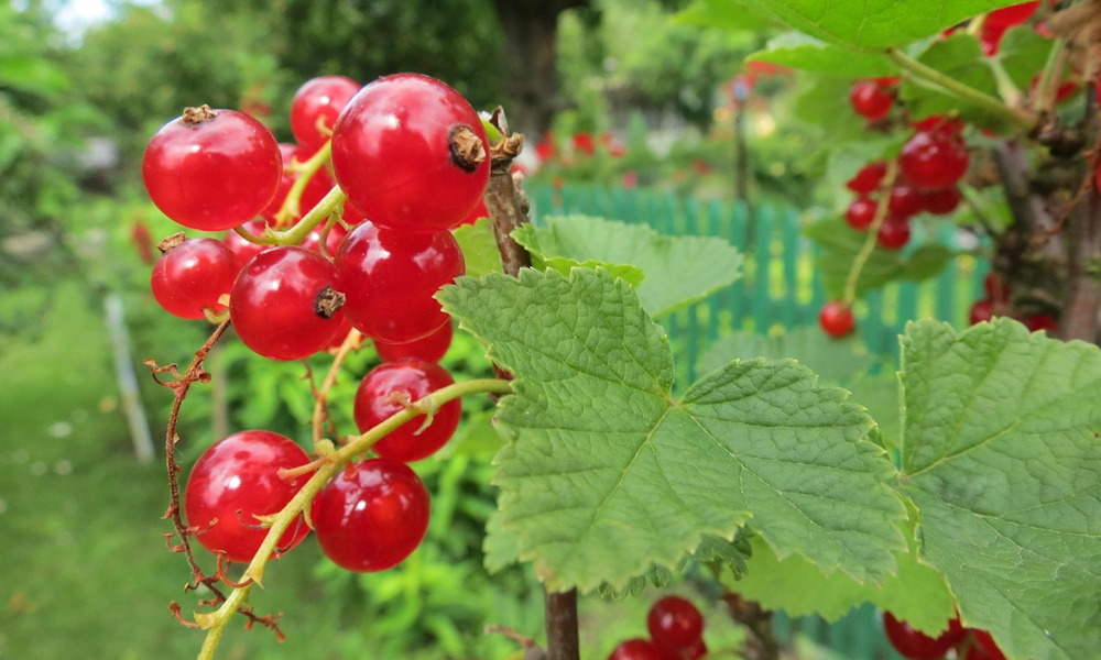 Currants in the Garden – More Than Just Tart Berries