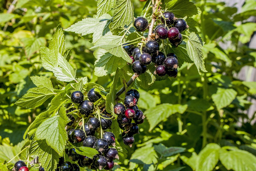 Currants in the Garden – More Than Just Tart Berries