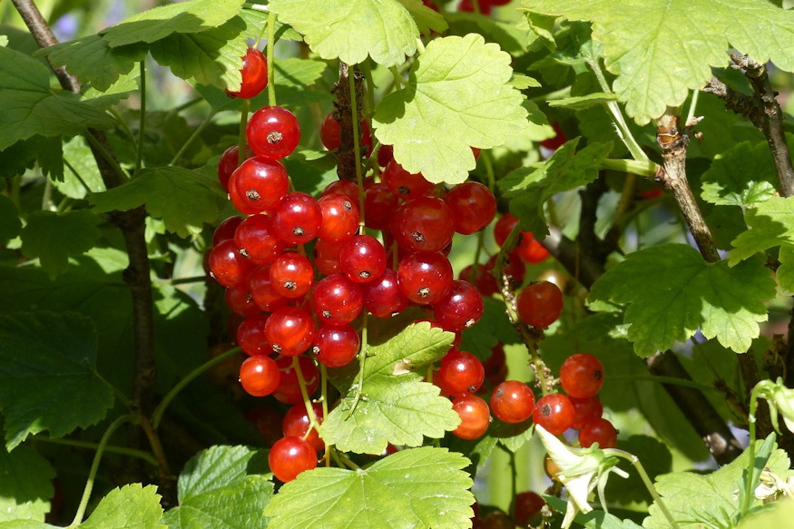 Currants in the Garden – More Than Just Tart Berries