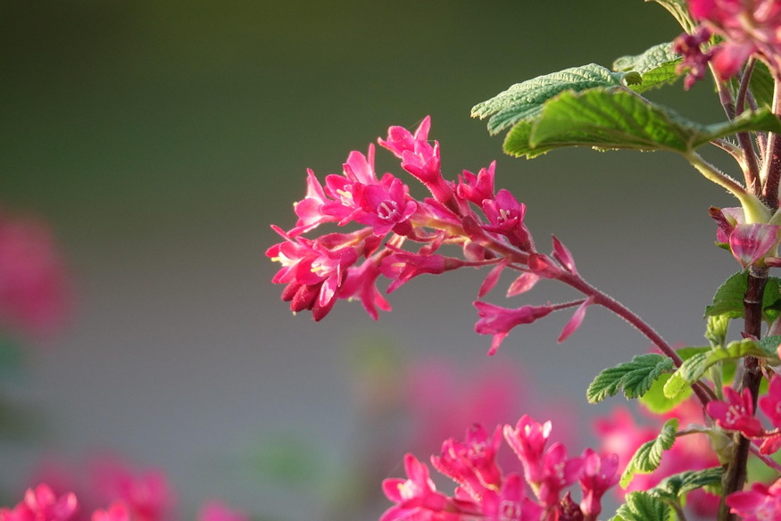 Currants in the Garden – More Than Just Tart Berries