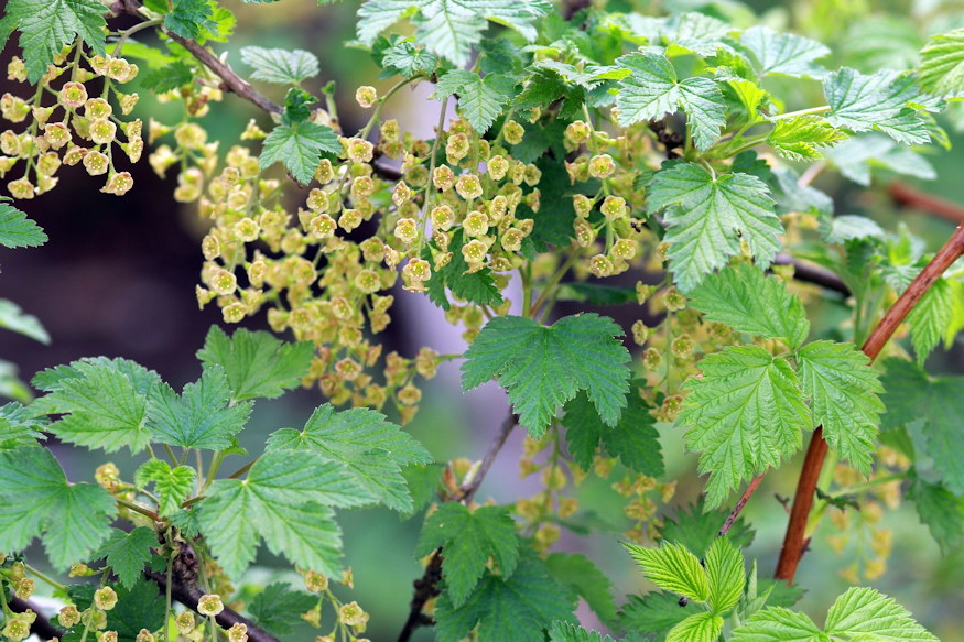 Currants in the Garden – More Than Just Tart Berries