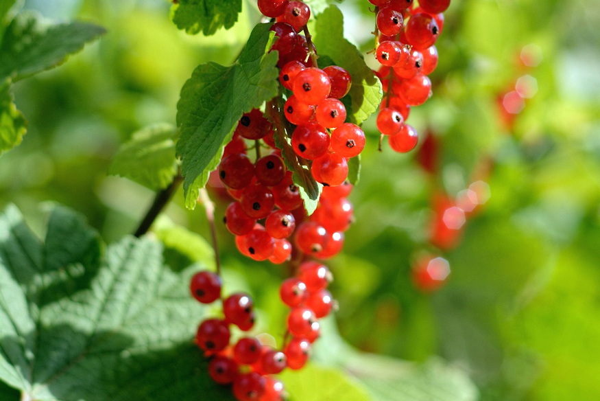 Currants in the Garden – More Than Just Tart Berries