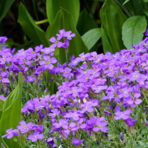 Cushion Flowers in Your Garden