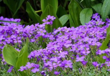 Cushion Flowers in Your Garden