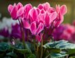 Cyclamen: Autumn Window Box Companion