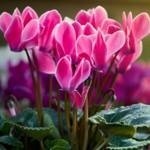 Cyclamen: Autumn Window Box Companion