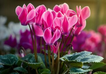 Cyclamen: Autumn Window Box Companion