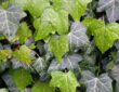 Common Myths About Ivy