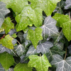 Common Myths About Ivy