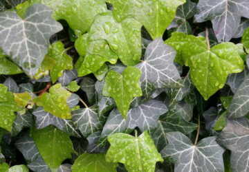 Common Myths About Ivy