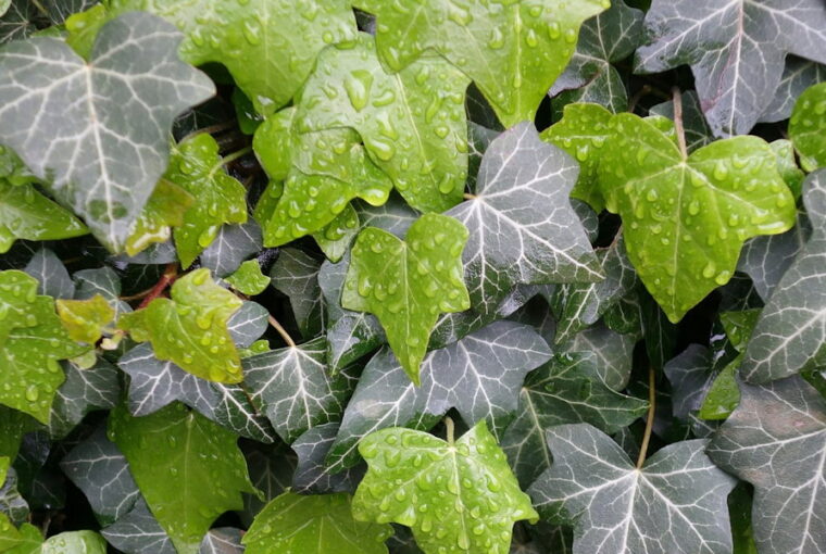 Common Myths About Ivy