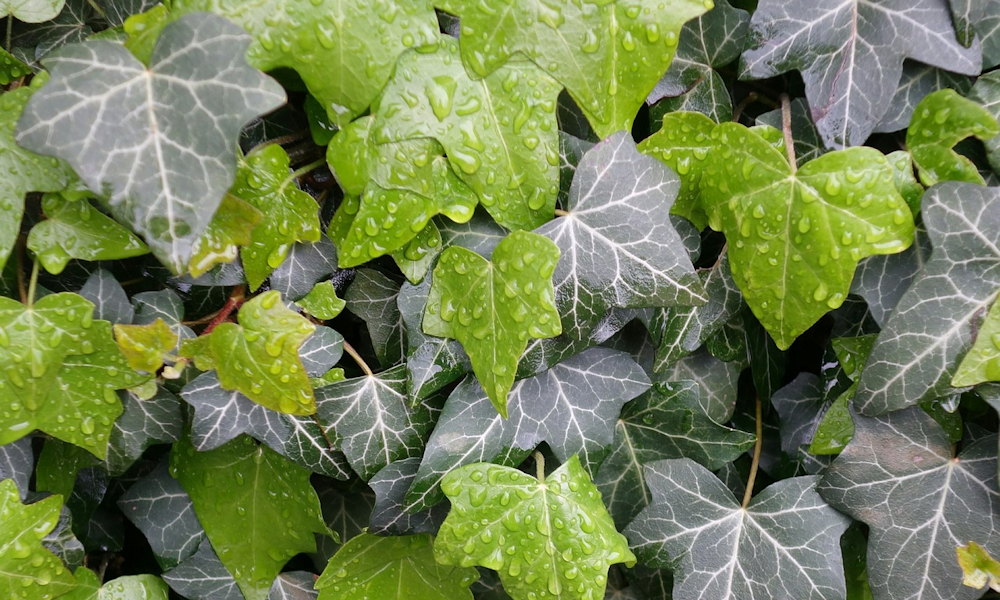 Debunking 5 Common Myths About Ivy – Garden Guide