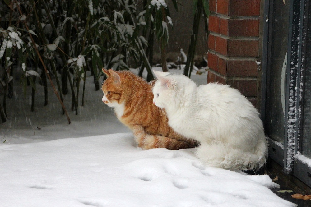 Wrapping Up the Year with Care for Your Garden