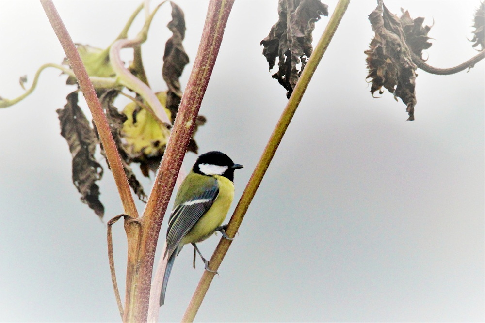 Wrapping Up the Year with Care for Your Garden