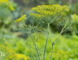 Dill: An Essential Guide for Gardeners