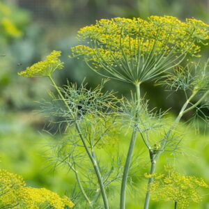 Dill: An Essential Guide for Gardeners