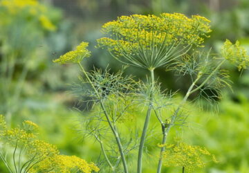 Dill: An Essential Guide for Gardeners