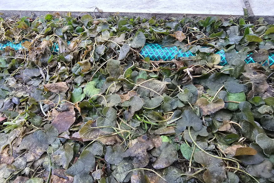 What Happens to Dichondra in Winter?