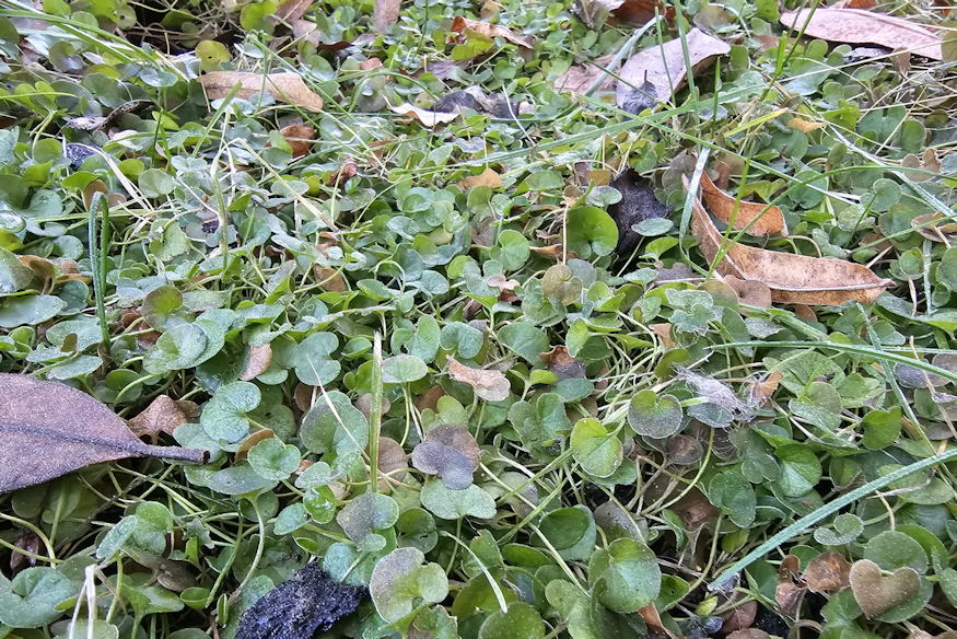 What Happens to Dichondra in Winter?