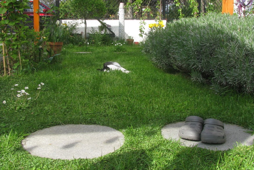 What Happens to Dichondra in Winter?