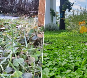 What Happens to Dichondra in Winter?